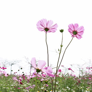 pink petaled flower field