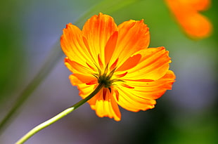selective focus photography of yellow Cosmos flower HD wallpaper