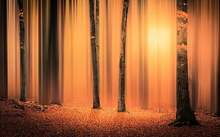 orange and black forest paintin, nature, sunlight, forest, trees