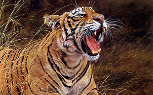 shallow focus of brown and white tiger in brown field