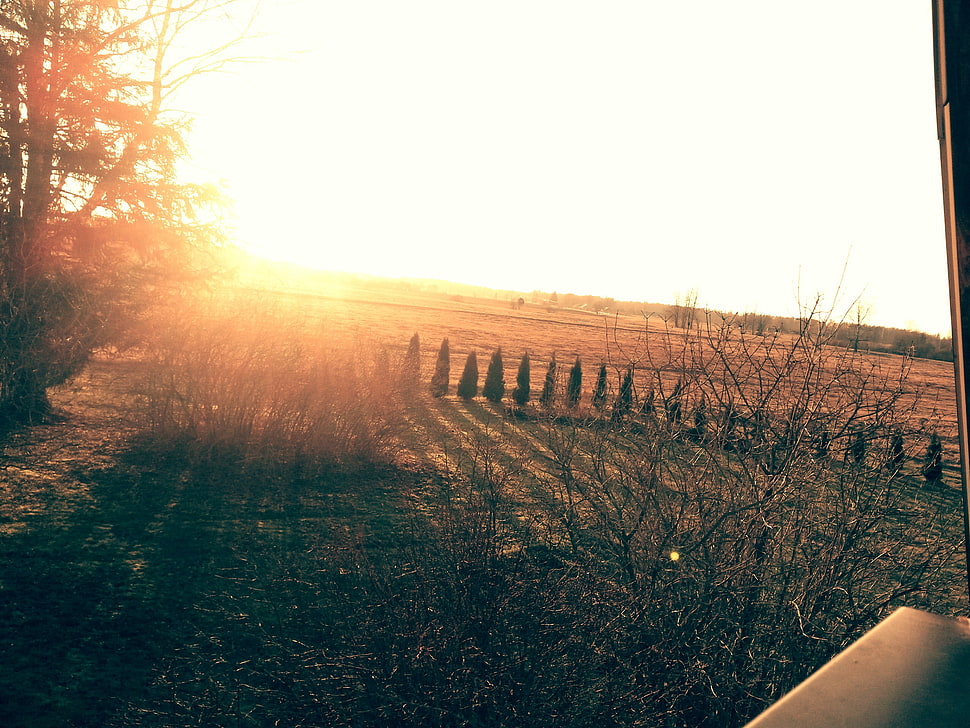 silhouette of tree, sun rays, trees, field, sunlight HD wallpaper