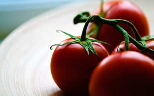 red Tomatoes in closeup photo