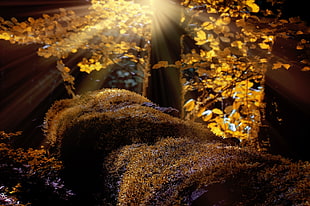 withered tree through sunlight photography