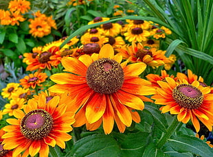 Sunflower photography