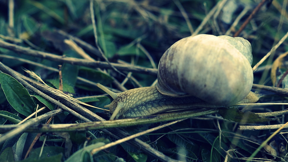 gray snail on a grass HD wallpaper