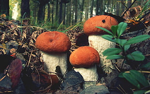 brown-and-white mushrooms, closeup, mushroom, forest, nature HD wallpaper