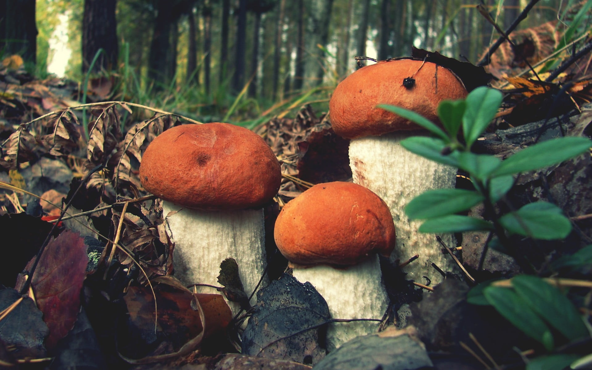 brown-and-white mushrooms, closeup, mushroom, forest, nature