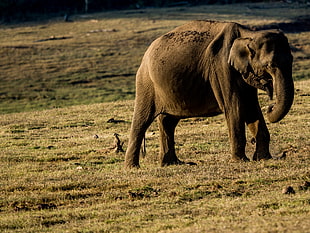 photo of brown Elephant eating grass during daytime, asian elephant