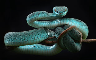 teal snake, snake, animals, reptiles HD wallpaper