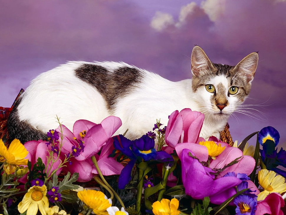 cat on flowers HD wallpaper