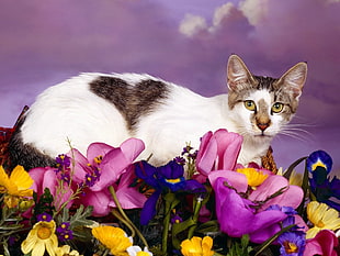 cat on flowers