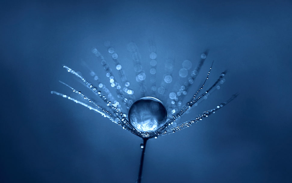 flower bud with water dew, simple, blue, macro, water drops HD wallpaper