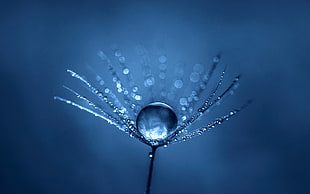 flower bud with water dew, simple, blue, macro, water drops