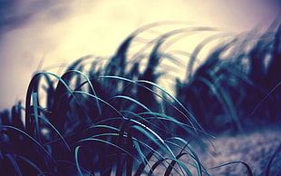 tilt lens of green grasses