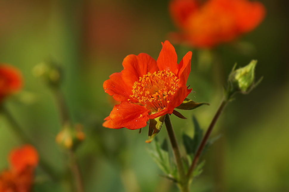 field of orange flowers HD wallpaper