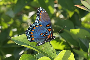 blue, orange, and black butterfly on green leaf in closeup photography, spotted