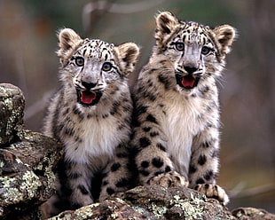 two leopards, baby animals, snow leopards, animals, leopard (animal) HD wallpaper