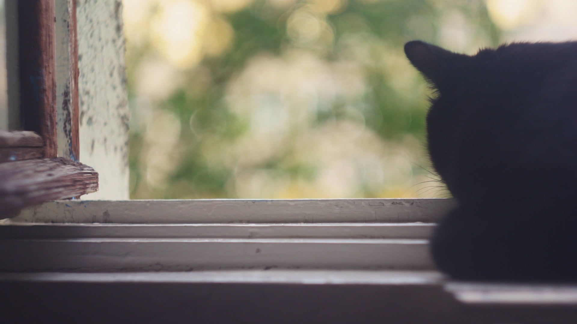 white wood framed glass window, cat, animals, window