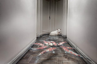 white-and-red koi fish 3D floor mat, fish, animals, cat, hallway HD wallpaper