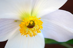closeup photo of white flower blooming during daytime HD wallpaper