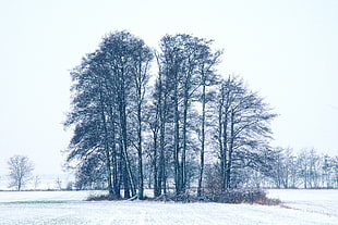 green leaf trees, Trees, Winter, Snow