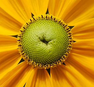 macro photo of yellow Cosmos flower