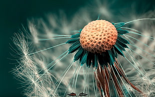 nature, macro HD wallpaper