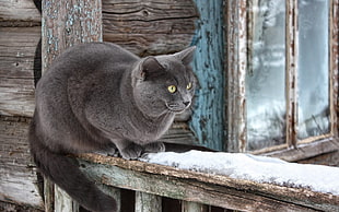 korat cat on brown wooden surface