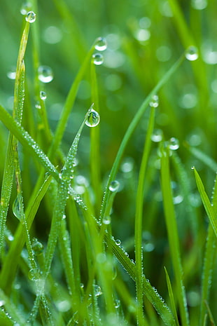 closeup photo of grass with dew
