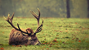 brown moose, nature, deer, sleeping, animals HD wallpaper