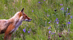 wildlife photography of fox on green grass with purple flower