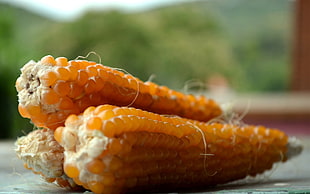three yellow corns in close up photography