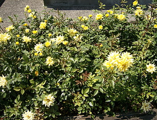 yellow Dahlias closeup photo at daytime