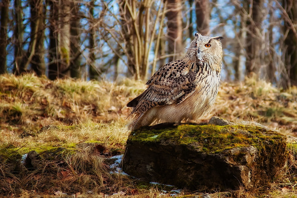 gray and brown owl HD wallpaper