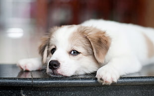 medium coat white and brown puppy lying on black surface