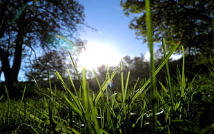 selective focus photography of green grass during daytime