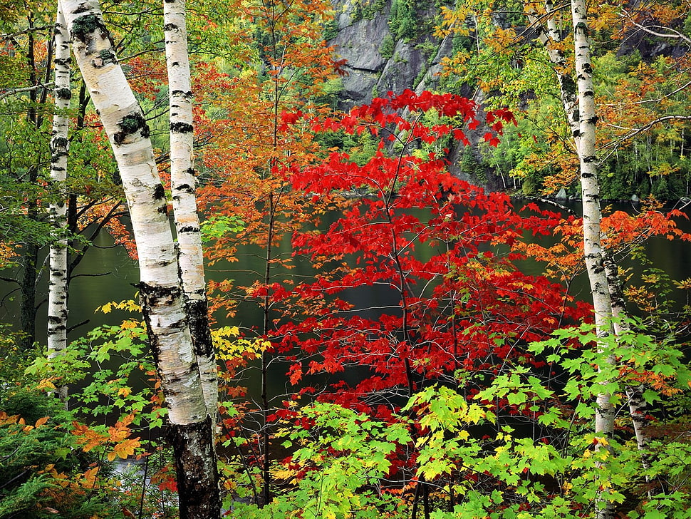red and green leaves near body of water during daytime HD wallpaper