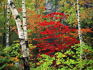 red and green leaves near body of water during daytime