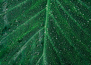 macro photography of water dew on green leaf