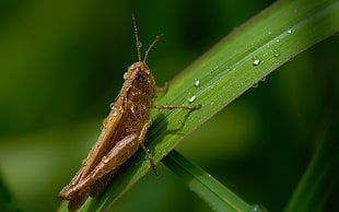 macro photography of grasshopper on leaf HD wallpaper