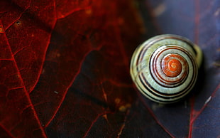 gray and red snail shell