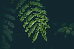 green fern plant HD wallpaper