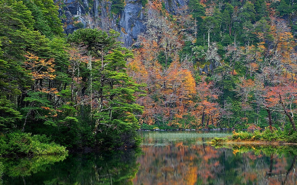 green and brown trees, nature, landscape, forest, fall HD wallpaper