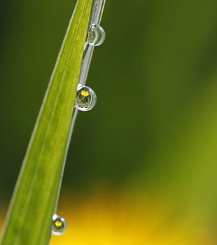 close up photo of water droplets HD wallpaper