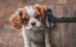 close up photo of Cavalier King Charles Spaniel puppy HD wallpaper