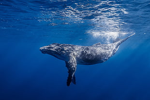 gray whale underwater HD wallpaper