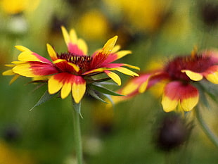 Blanket Flowers selective focus photography HD wallpaper