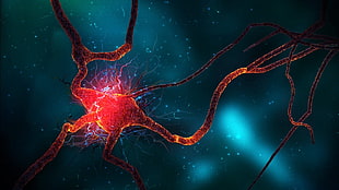 brain neuron HD wallpaper, neurons