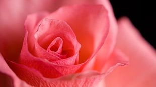 close up photo of pink rose HD wallpaper