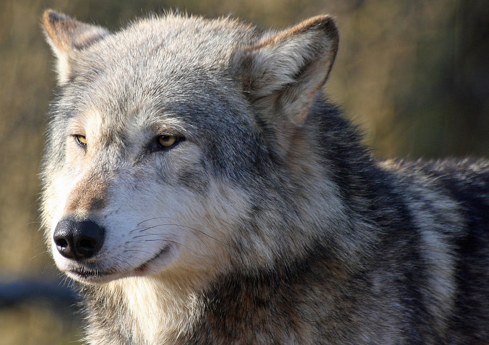 gray and white wolf HD wallpaper
